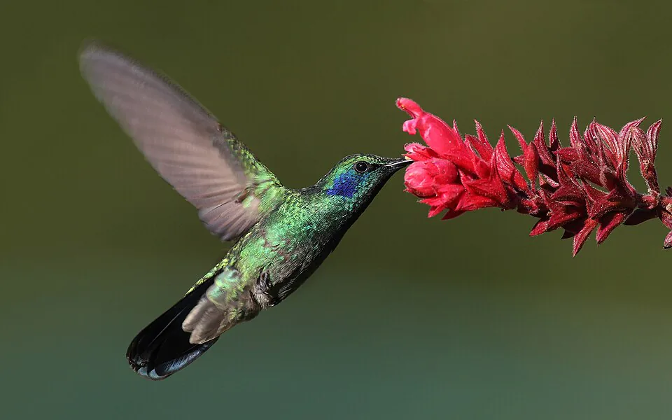 Cloud-forest birdlife