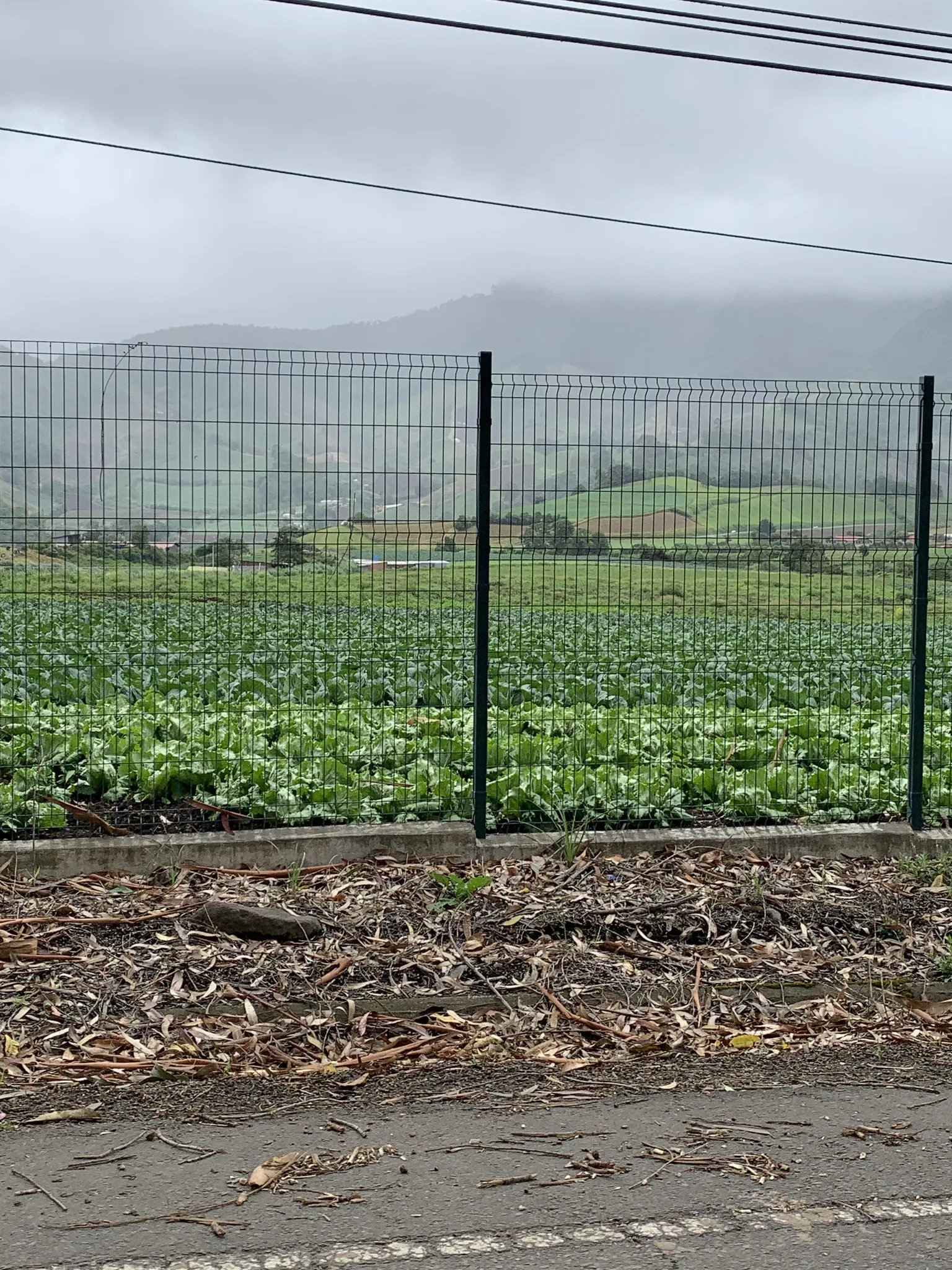 Neat rows of cabbage stretch toward misty green hills, seen through a wire perimeter fence along a rural road.