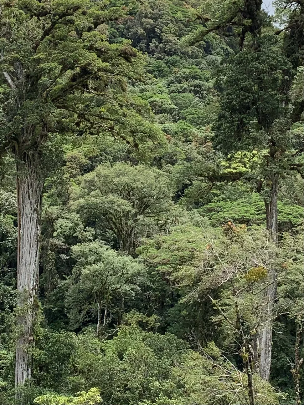 Layers of mossy trees and dense undergrowth cover a steep slope, the upper canopy fading into haze near the ridge.
