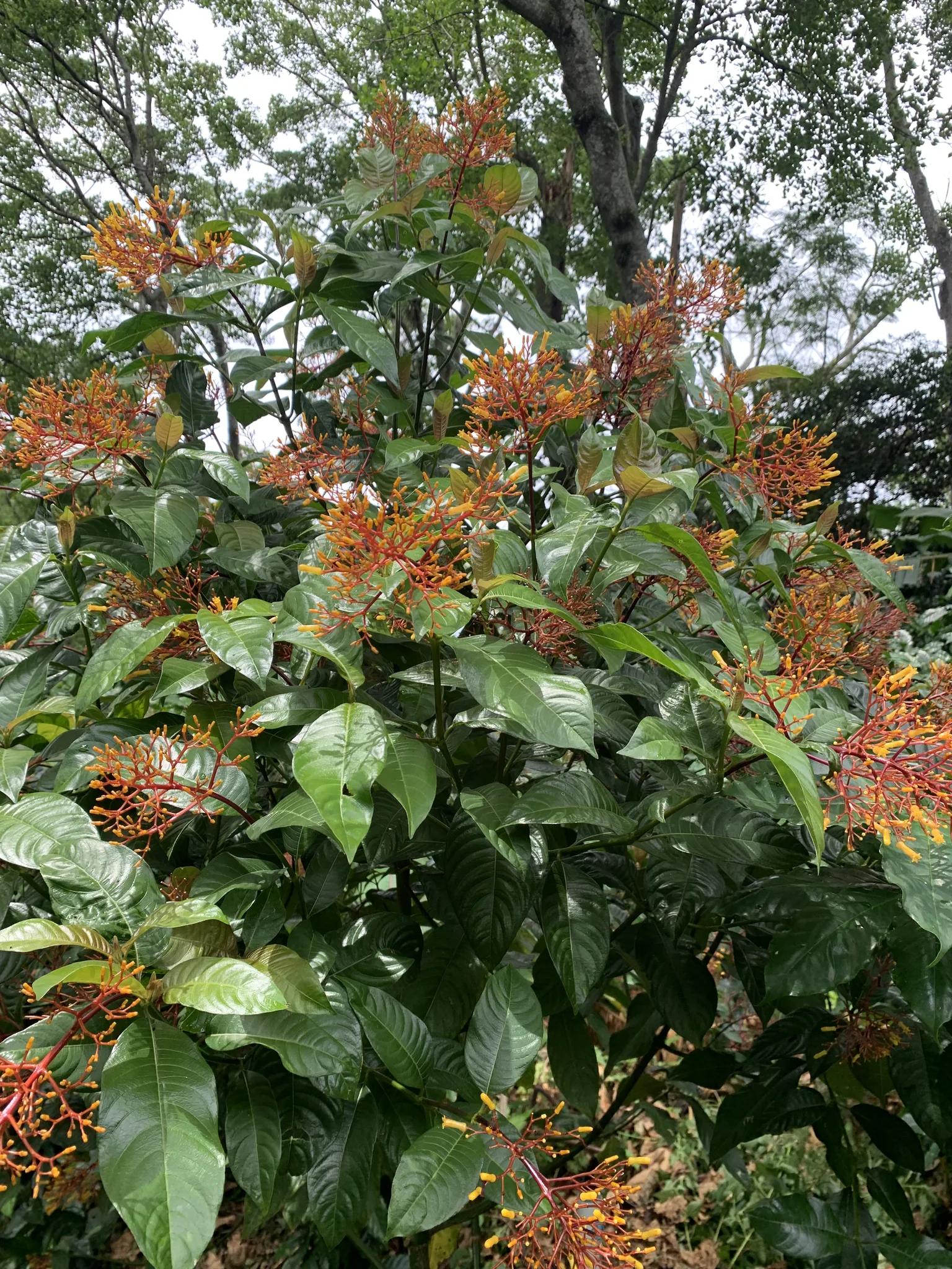 Un arbusto de hojas lustrosas carga racimos de flores tubulares naranjas y rojas contra un fondo de árboles.