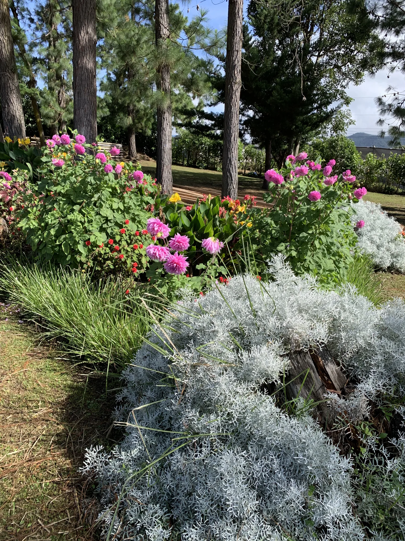 Macizos de dalias bajo los pinos en un jardín de Boquete