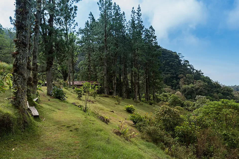 Cloud forest in the hills above Boquete