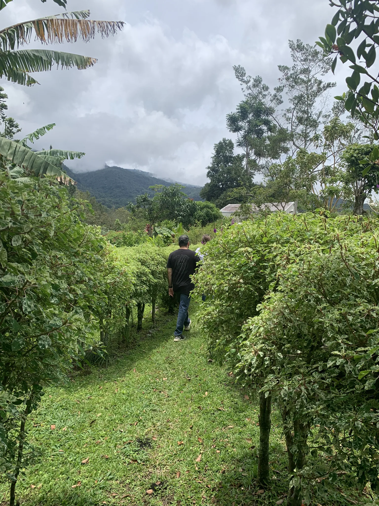 A man walks a grassy path between trimmed coffee bushes toward cloud-wrapped hills in the distance.