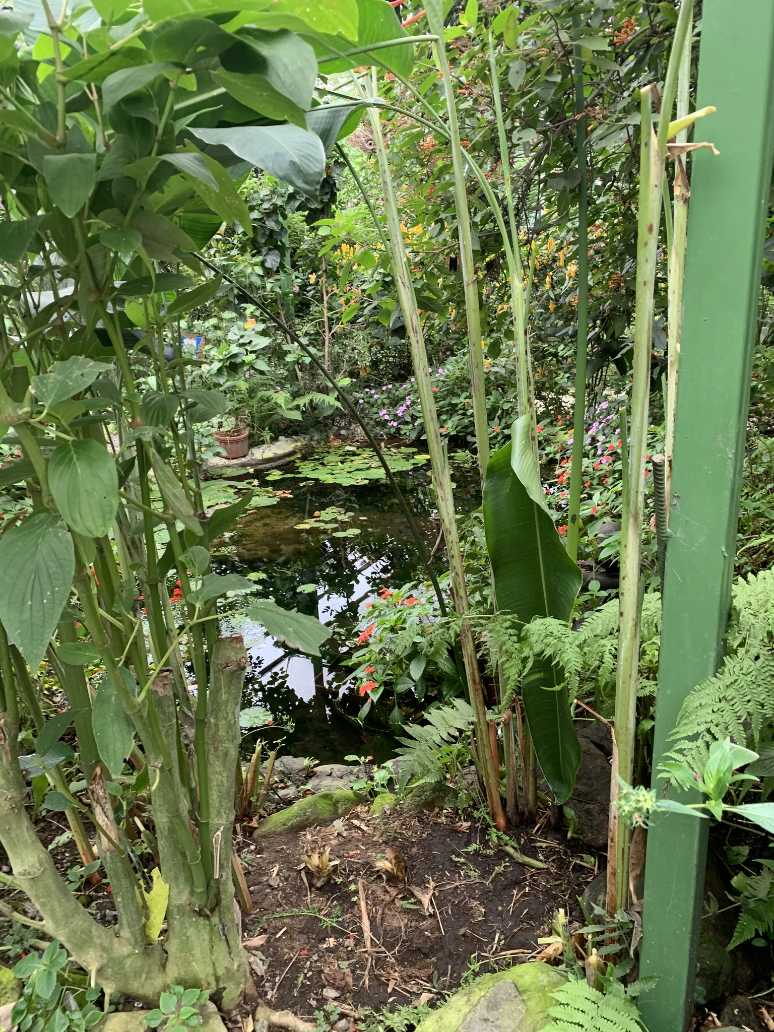 Nenúfares flotan en un estanque sombreado, rodeado de plantas de hoja ancha y racimos de flores rojas.