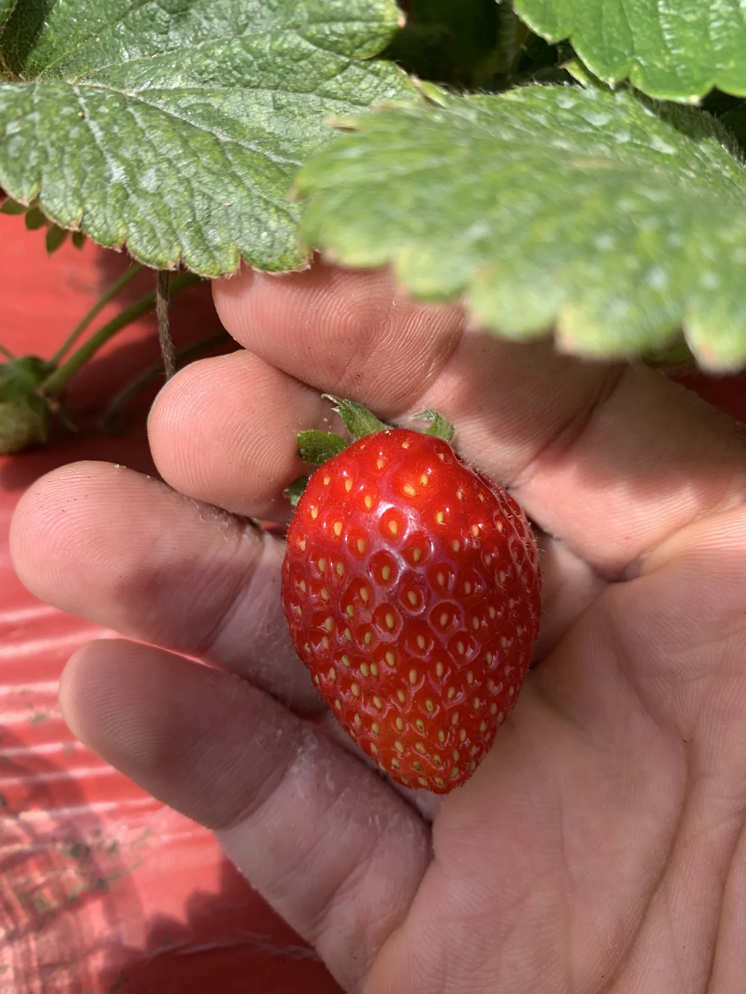 Una fresa madura descansa en la palma abierta de una mano, con el cáliz verde y los estolones aún prendidos.
