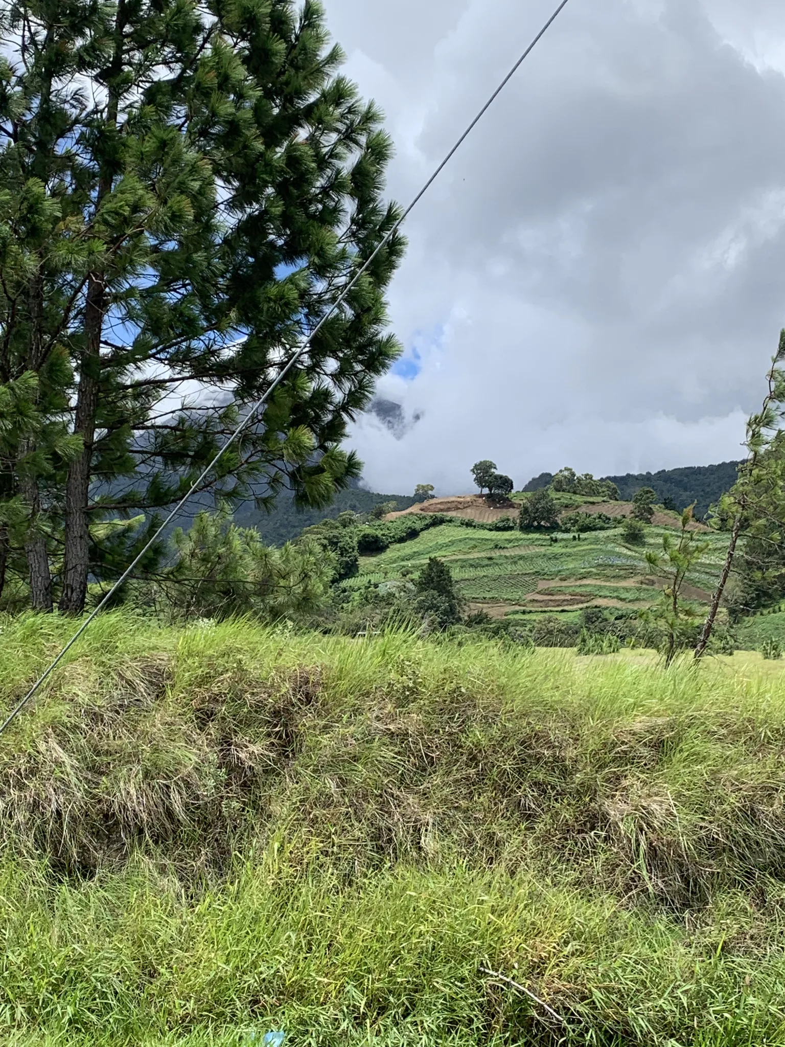 A pine bough frames terraced farm plots climbing a hillside toward clouds gathering along the ridge above.