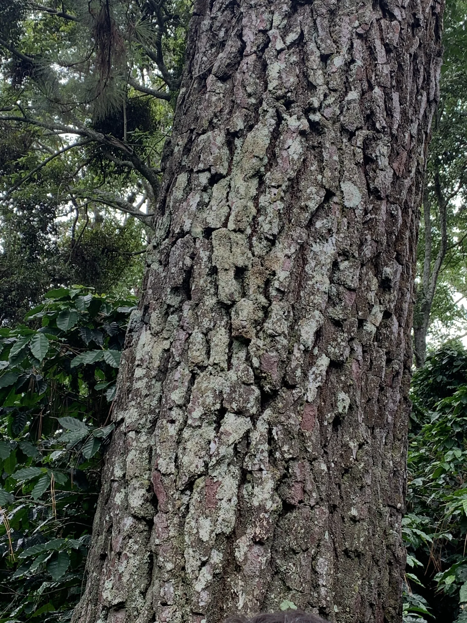 Corteza profundamente surcada y moteada de líquenes se alza por un claro del dosel, con sotobosque de hoja ancha a sus pies.