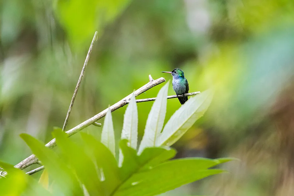 Birdlife in the El Valle cloud forest