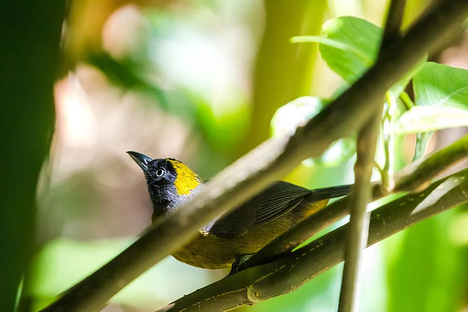 A hummingbird in the El Valle highlands