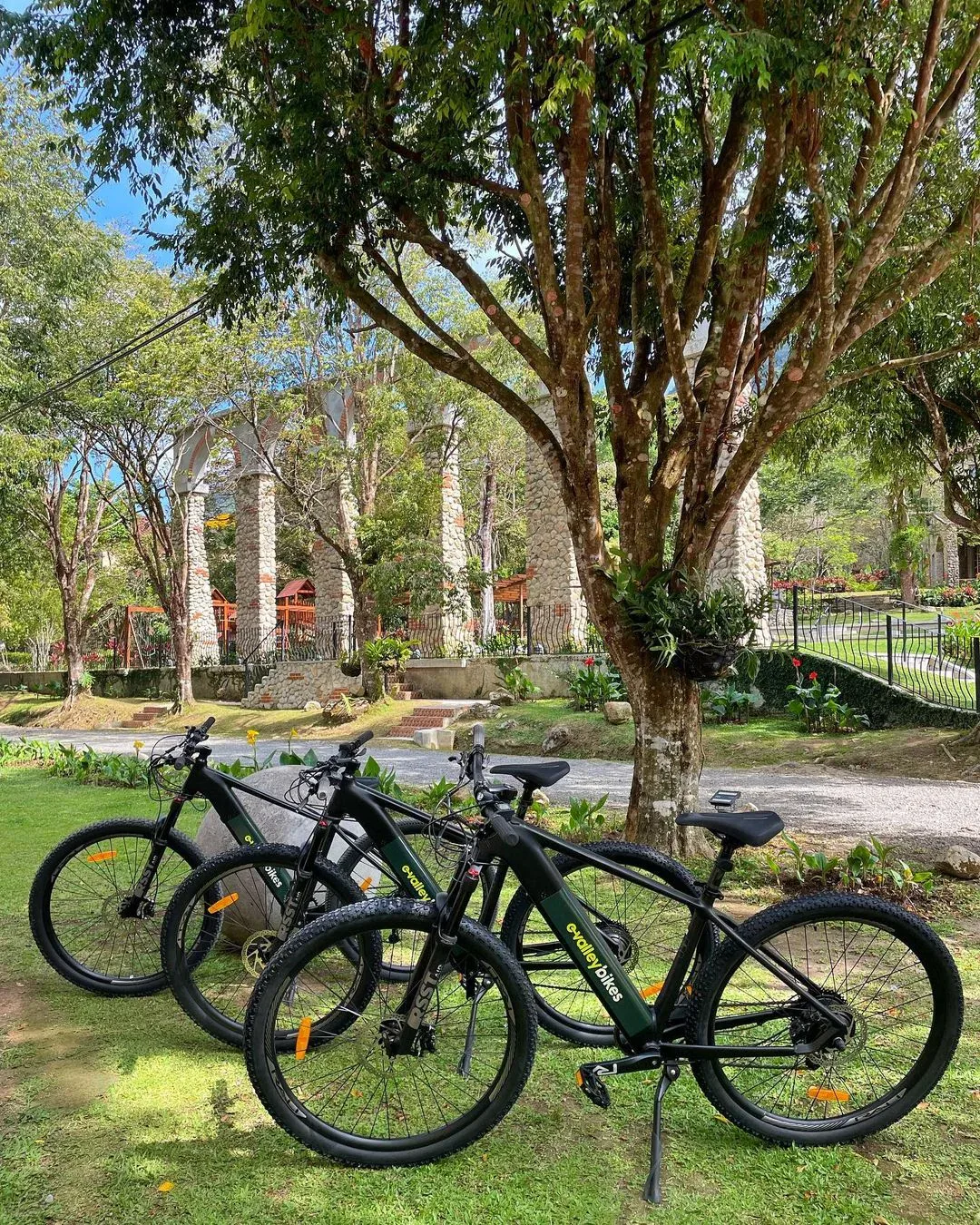 Electric bicycles parked on the grass under a large tree in El Valle.
